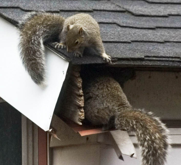 How to trap and remove squirrels in Massachusetts